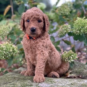 Meet your Posher, Madison